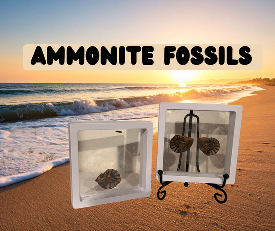Ammonite fossils in display cases 